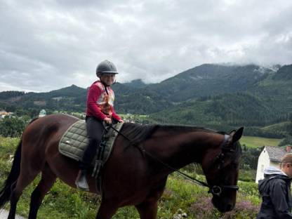 Traberwallach 6 Jahre