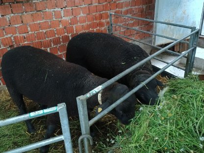 Bild 7:Bio-Jura SBS Zuchtwidder