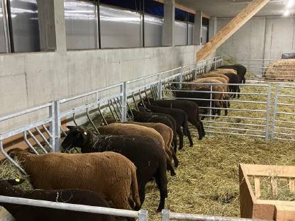 Bild 4:Futtergatter für Schafe und Ziegen