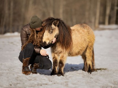 Bild 3:Traumhafte Austrian Partbred Pony Stute