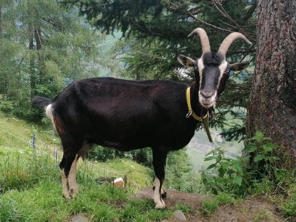 Bild 2:Pinzgauer Strahlenziegen