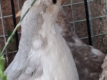 Bild 6:Zwergwachteln Chinesische