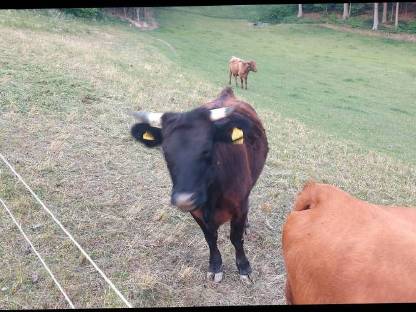 Bild 5:BIO Dexter Kuh trächtig