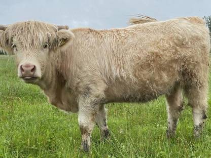Verkaufe Bio Hochlandrinder Kalbin