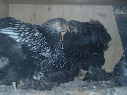 Bild 4:BRAHMA Hühner und Hähne schwarz-weiß gesäumt