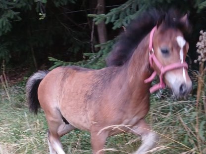 Edles Ponyfohlen