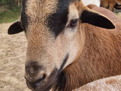 Bild 4:Kamerunböcke sehr zutraulich