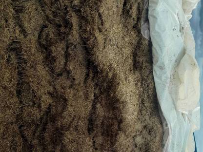 Bild 2:Silomais und Grassilage