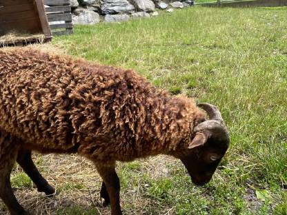 Bild 4:Ouessantschaf Widder