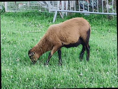 Barbados Blackbelly Bock