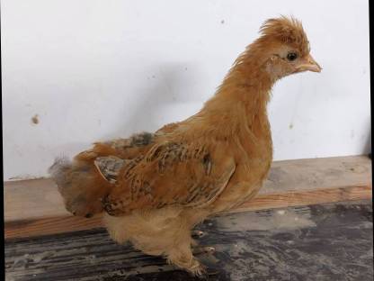 Seidenhuhn/Zwergcochin-Mix