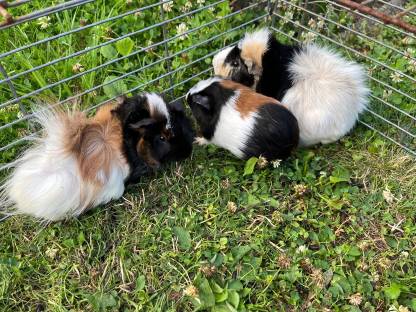 Meerschweinchen