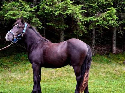 Noriker/Pony Wallach