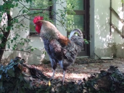 Bild 8:Waidhofen/Thaya: Hahn sucht Hennen