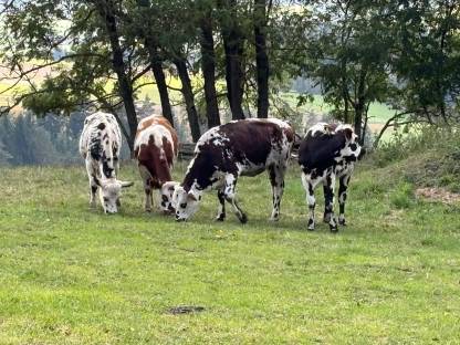 Normande Stier gesucht