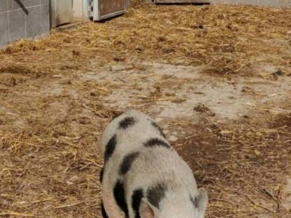 Bild 2:Weibliches Zwergschwein zu verkaufen