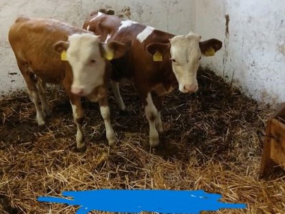 Fleckvieh-Fresser-Stierl