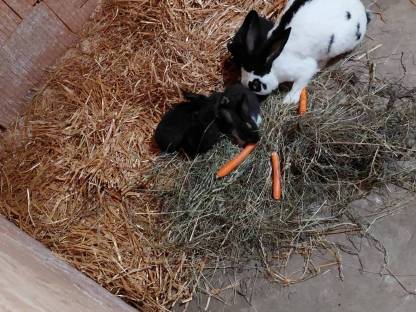 Hasenbabys