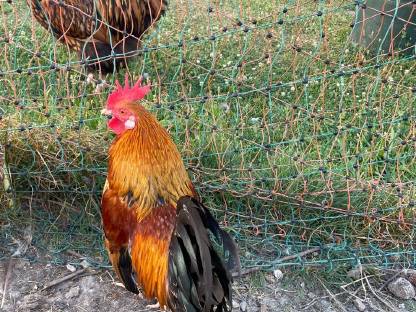 Bild 5:Steinpiperl-Paar und Orpington