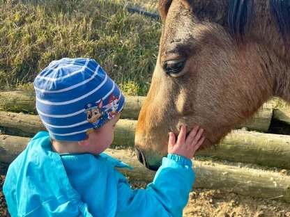 Bild 2:Reitpony Wallach, 130 cm, 300 kg