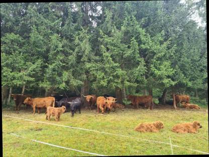 Bild 3:Hochlandrinder