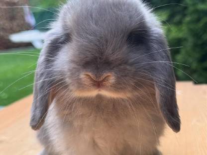 Bild 3:Minilops Zwergwidder