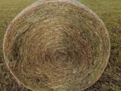 BIO Heu Rundballen und Eckballen 2025