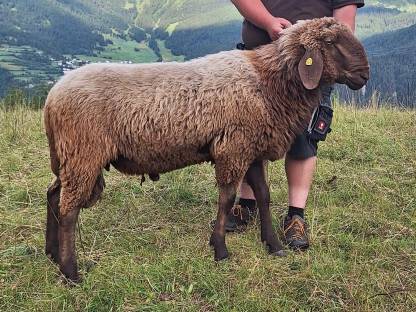 Brauner Bergschaf Widder