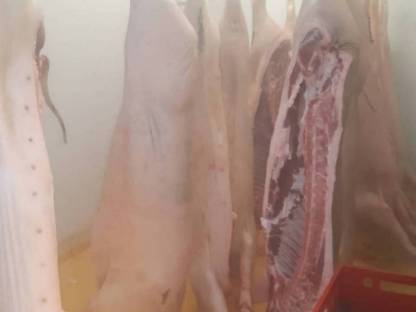 Ganze Schweinehälften vom Sonnenschwein