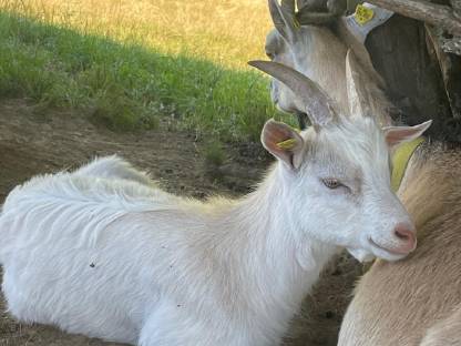 Ziegenbock