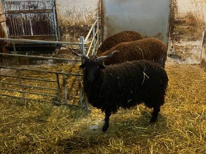 Ziegenkitze 1 x m, 1 x w