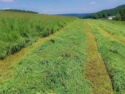 Bild 4:Heu Heuballen Rundballen Ernte 2025