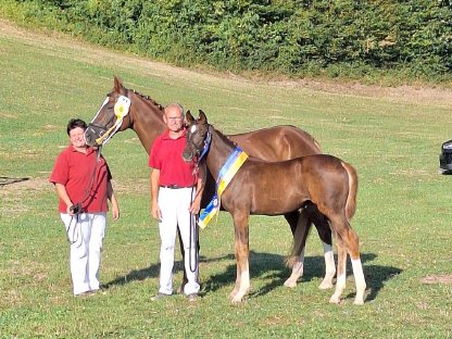 Warmblut Stute