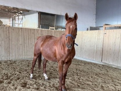 Warmblut-Stute „Albertina“, 16 Jahre, reitbar – Lebensplatz