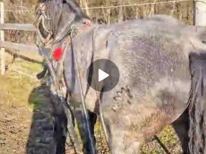 Bild 3:Noriker Gespann ein- und zweispännig