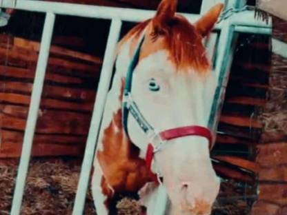 Bild 3:Painthorse Deckhengst gekört APHA, ZSSE