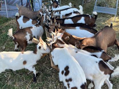 Ziegenkitze Steirische Scheckenziegenkitze