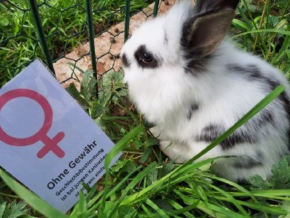 Bild 8:Junge, schöne Zwergkaninchen günstig abzugeben