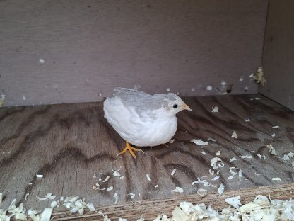 Bild 4:Zwergwachteln Chinesische