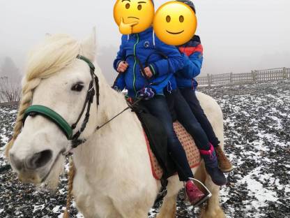 Bild 5:Fellponyhengst