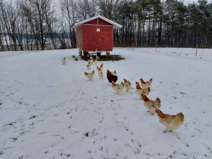 Bild 3:Sulmtaler Hühner und Bruteier