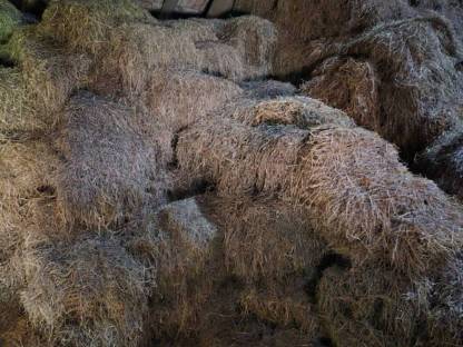 Bild 4:Altes Heu zum einstreuen Einstreu kleine Ballen