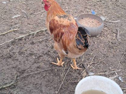 Bild 4:3 wunderschöne Hähne zu haben