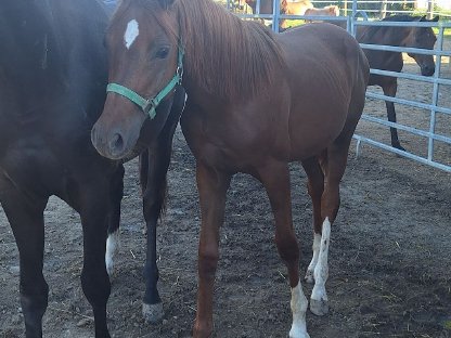 Bild 2:Warmblut Stute