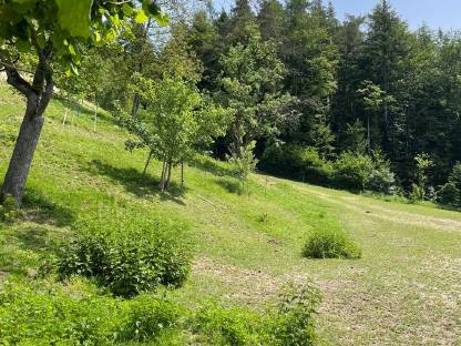 Bild 4:Einstellplatz für Pensionspferde