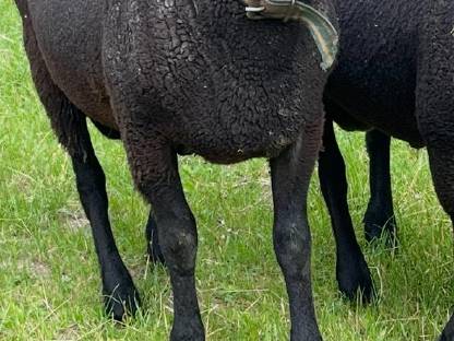 Bild 2:Jura Schafböcke