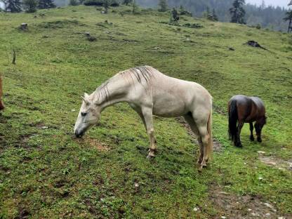 Problem-Pony sucht neues Zuhause, wenn alles passt: Pony Stute Polly