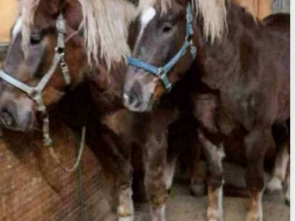 Bild 8:Dunkelfuchs Stuten