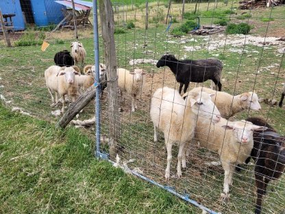 Bild 3:Burrenziegen zu Verkaufen