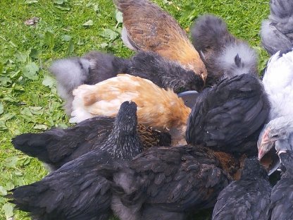 Bild 4:Orpingtons, Araucaner, Seidis